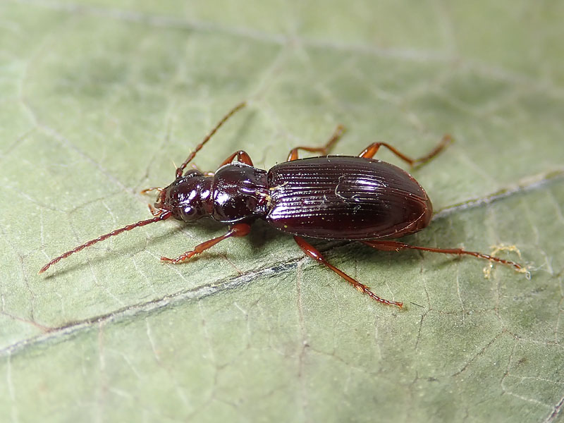 Carabidae da identificare: Patrobus atrorufus